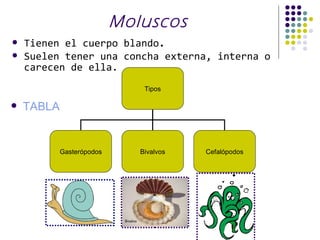 Moluscos
   Tienen el cuerpo blando.
   Suelen tener una concha externa, interna o
    carecen de ella.
                               Tipos

   TABLA


            Gasterópodos      Bivalvos   Cefalópodos
 