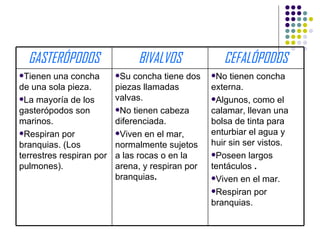 GASTERÓPODOS                  BIVALVOS             CEFALÓPODOS
Tienen  una concha       Su  concha tiene dos   No  tienen concha
de una sola pieza.        piezas llamadas         externa.
La mayoría de los        valvas.                 Algunos, como el
gasterópodos son          No tienen cabeza       calamar, llevan una
marinos.                  diferenciada.           bolsa de tinta para
Respiran por             Viven en el mar,       enturbiar el agua y
branquias. (Los           normalmente sujetos     huir sin ser vistos.
terrestres respiran por   a las rocas o en la     Poseen largos
pulmones).                arena, y respiran por   tentáculos .
                          branquias.              Viven en el mar.

                                                  Respiran por
                                                  branquias.
 