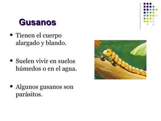 Gusanos
   Tienen el cuerpo
    alargado y blando.

   Suelen vivir en suelos
    húmedos o en el agua.

   Algunos gusanos son
    parásitos.
 