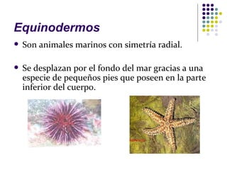 Equinodermos
   Son animales marinos con simetría radial.

   Se desplazan por el fondo del mar gracias a una
    especie de pequeños pies que poseen en la parte
    inferior del cuerpo.
 