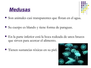 Medusas
   Son animales casi transparentes que flotan en el agua.

   Su cuerpo es blando y tiene forma de paraguas.

   En la parte inferior está la boca rodeada de unos brazos
    que sirven para acercar el alimento.

   Tienen sustancias tóxicas en su piel.
 