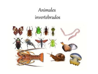 Animales
invertebrados
 