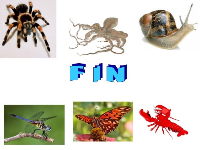 Animales invertebrados blog