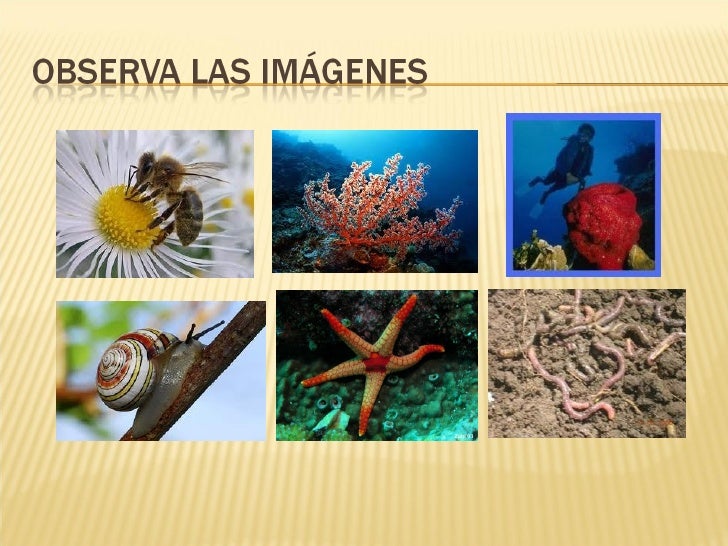 Animales invertebrados ppt