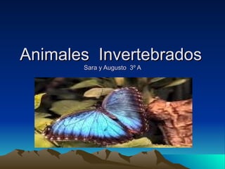 Animales  Invertebrados   Sara y Augusto  3º A 