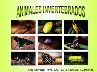 ANIMALES INVERTEBRADOS Pepa Castejón. Ntra. Sra. De la Asunción. Alcantarilla. 
