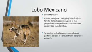 Lobo Mexicano
• Lobo Mexicano
• Canino salvaje de color gris y marrón de la
familia de los lobos grises, pero el más
pequeño en su especie que contrasta con su
agresividad característica.
• Se localiza en los bosques montañosos y
pastales del país. Se encuentra en peligro de
extinción.
 