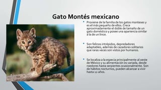 Gato Montés mexicano
• Proviene de la familia de los gatos monteses y
es el más pequeño de ellos. Crece
aproximadamente el doble de tamaño de un
gato doméstico y posee una apariencia similar
a la de un lince.
• Son felinos intrépidos, depredadores
adaptables, además de cazadores solitarios
que raras veces son vistos por humanos.
• Se localiza a la especia principalmente al oeste
de México y su alimentación es variada, desde
roedores hasta serpientes ocasionalmente. Son
de hábitos nocturnos, pueden alcanzar a vivir
hasta 12 años.
 
