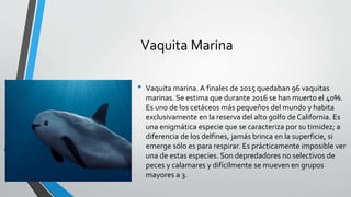 Vaquita Marina
• Vaquita marina. A finales de 2015 quedaban 96 vaquitas
marinas. Se estima que durante 2016 se han muerto el 40%.
Es uno de los cetáceos más pequeños del mundo y habita
exclusivamente en la reserva del alto golfo de California. Es
una enigmática especie que se caracteriza por su timidez; a
diferencia de los delfines, jamás brinca en la superficie, si
emerge sólo es para respirar. Es prácticamente imposible ver
una de estas especies. Son depredadores no selectivos de
peces y calamares y difícilmente se mueven en grupos
mayores a 3.
 