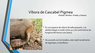 Víbora de Cascabel Pigmea
• Es una especie de víbora de talla pequeña. Los
adultos llegan a medir entre 40 y 60 centímetros de
longitud del hocico a la cloaca.
• De acuerdo con la Conabio, este reptil se alimenta
de lagartijas y mamíferos.
•Estado: Morelos, Puebla y Oaxaca
 
