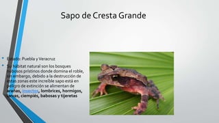 Sapo de Cresta Grande
• Estado: Puebla yVeracruz
• Su hábitat natural son los bosques
nubosos prístinos donde domina el roble,
sin embargo, debido a la destrucción de
estas zonas este increíble sapo está en
peligro de extinción se alimentan de
arañas, insectos, lombrices, hormigos,
larvas, ciempiés, babosas y tijeretas
 