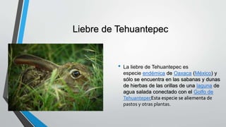 Liebre de Tehuantepec
• La liebre de Tehuantepec es
especie endémica de Oaxaca (México) y
sólo se encuentra en las sabanas y dunas
de hierbas de las orillas de una laguna de
agua salada conectado con el Golfo de
TehuantepecEsta especie se aliementa de
pastos y otras plantas.
 