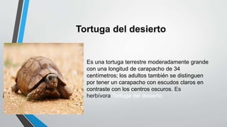 Tortuga del desierto
• Es una tortuga terrestre moderadamente grande
con una longitud de carapacho de 34
centímetros; los adultos también se distinguen
por tener un carapacho con escudos claros en
contraste con los centros oscuros. Es
herbívora Tortuga del desierto
 