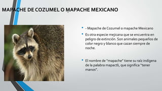 • - Mapache de Cozumel o mapache Mexicano
• Es otra especie mejicana que se encuentra en
peligro de extinción. Son animales pequeños de
color negro y blanco que cazan siempre de
noche.
• El nombre de “mapache” tiene su raíz indígena
de la palabra mapactli, que significa “tener
manos”.
}}
MAPACHE DE COZUMEL O MAPACHE MEXICANO
 