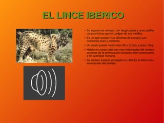 EL LINCE IBERICOEL LINCE IBERICO
● Su aspecto es robusto, con largas patas y unas patillas
caracteristicas que le cuelgan de sus mejillas.
● Es un agil cazador y se alimenta de conejos y,en
ocasiones,aves y roedores.
● Un adulto puede medir entre 80 y 110cm y pesar 13kg.
● Habita en zonas cada vez mas restringidas del centro y
suroeste de la peninsula,en bosques bien conservados
y sin actividad humana.
● Se declaro especie protegida en 1966.Es el felino mas
amenazado del planeta.
 