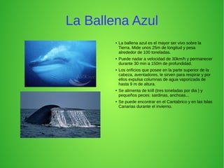La Ballena Azul
● La ballena azul es el mayor ser vivo sobre la
Tierra. Mide unos 25m de longitud y pesa
alrededor de 100 toneladas.
● Puede nadar a velocidad de 30km/h y permanecer
durante 30 min a 150m de profundidad.
● Los orificios que posee en la parte superior de la
cabeza, aventadores, le sirven para respirar y por
ellos expulsa columnas de agua vaporizada de
hasta 9 m de altura.
● Se alimenta de krill (tres toneladas por dia ) y
pequeños peces: sardinas, anchoas...
● Se puede encontrar en el Cantabrico y en las Islas
Canarias durante el invierno.
 