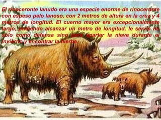 El rinoceronte lanudo era una especie enorme de rinoceronte con espeso pelo lanoso, con 2 metros de altura en la cruz y 4 metros de longitud. El cuerno mayor era excepcionalmente largo, pudiendo alcanzar un metro de longitud, le servía no sólo como defensa sino para apartar la nieve durante el invierno y encontrar la hierba. 