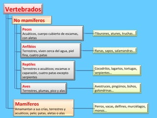 Vertebrados Perros, vacas, delfines, murciélagos, monos… Tiburones, atunes, truchas… Ranas, sapos, salamandras… Cocodrilos, lagartos, tortugas, serpientes… Avestruces, pingüinos, búhos, golondrinas… Mamíferos Amamantan a sus crías, terrestres y acuáticos, pelo; patas, aletas o alas Peces Acuáticos, cuerpo cubierto de escamas, con aletas Anfibios Terrestres, viven cerca del agua, piel fina, cuatro patas Reptiles Terrestres o acuáticos; escamas o caparazón, cuatro patas excepto serpientes Aves Terrestres, plumas, pico y alas No mamíferos 