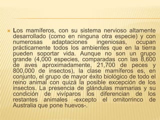    Los mamíferos, con su sistema nervioso altamente
    desarrollado (como en ninguna otra especie) y con
    numerosas      adaptaciones    ingeniosas,    ocupan
    prácticamente todos los ambientes que en la tierra
    pueden soportar vida. Aunque no son un grupo
    grande (4,000 especies, comparadas con las 8,600
    de aves aproximadamente, 21,700 de peces y
    800,000 de insectos), la clase mamíferos es, en
    conjunto, el grupo de mayor éxito biológico de todo el
    reino animal con quizá la posible excepción de los
    insectos. La presencia de glándulas mamarias y su
    condición de vivíparos los diferencian de los
    restantes animales -excepto el ornitorrinco de
    Australia que pone huevos-.
 