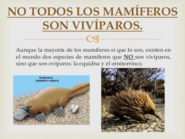 Animales mamíferos