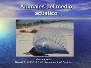 Animales del medioAnimales del medio
acuáticoacuático
Manuel B. 6º E.P. C.E.I.P “Santos Mártires” Córdoba.
Medusa vela
 