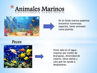 *Animales Marinos
En el fondo marino podemos
encontrar numerosas
especies, tanto animales
como plantas.
Peces
Viven solo en el agua,
respiran por medio de
branquias, diversidad de
colores, tiene aletas y
cola que les ayuda a
desplazarse.
 