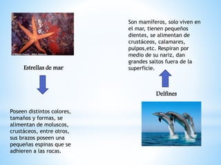 Estrellas de mar
Delfines
Poseen distintos colores,
tamaños y formas, se
alimentan de moluscos,
crustáceos, entre otros,
sus brazos poseen una
pequeñas espinas que se
adhieren a las rocas.
Son mamíferos, solo viven en
el mar, tienen pequeños
dientes, se alimentan de
crustáceos, calamares,
pulpos,etc. Respiran por
medio de su nariz, dan
grandes saltos fuera de la
superficie.