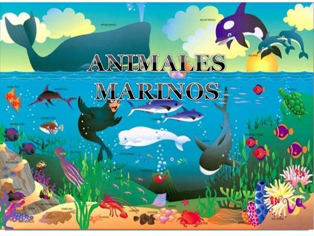 Animales Marinos