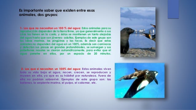 Animales Marinos
