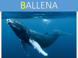 BALLENA
 