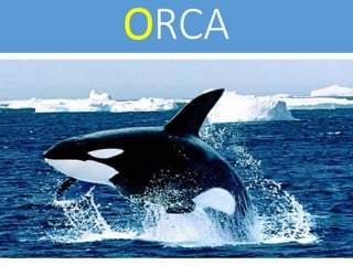 ORCA
 