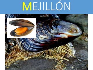 MEJILLÓN
 