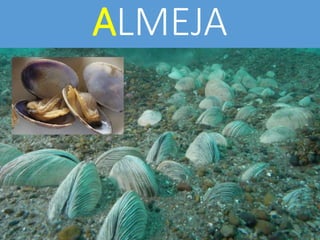 ALMEJA
 