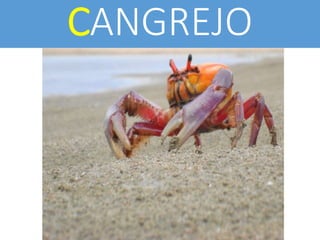 CANGREJO
 