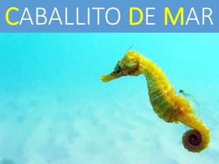 CABALLITO DE MAR
 
