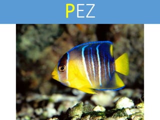 PEZ
 