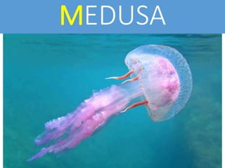 MEDUSA
 