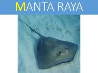 MANTA RAYA
 