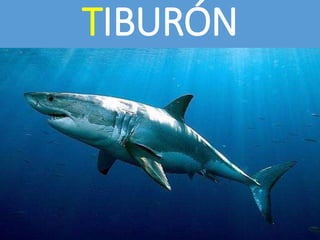 TIBURÓN
 