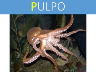 PULPO
 
