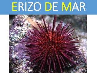 ERIZO DE MAR
 
