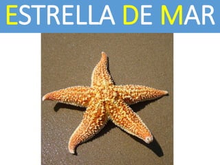 ESTRELLA DE MAR
 