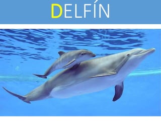 DELFÍN
 