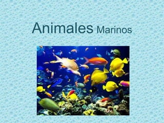 Animales Marinos
 