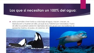 Los que si necesitan un 100% del agua:
 estos animales viven toda su vida bajo el agua, nacen, crecen, se
reproducen y mueren en ella, ya que es su hábitat por naturaleza. Fuera
de ella no podrían sobrevivir. Ejemplos de este grupo son: las ballenas, la
serpiente marina, el pulpo, el calamar, etc.
 