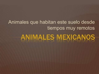Animales que habitan este suelo desde
tiempos muy remotos
ANIMALES MEXICANOS
 