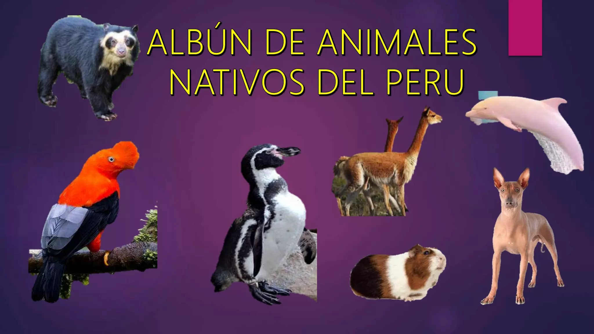 Animales nativos | PPTX