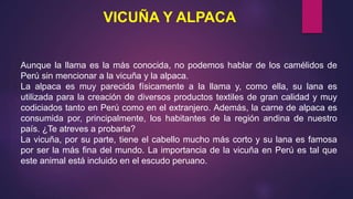 VICUÑA Y ALPACA
Aunque la llama es la más conocida, no podemos hablar de los camélidos de
Perú sin mencionar a la vicuña y la alpaca.
La alpaca es muy parecida físicamente a la llama y, como ella, su lana es
utilizada para la creación de diversos productos textiles de gran calidad y muy
codiciados tanto en Perú como en el extranjero. Además, la carne de alpaca es
consumida por, principalmente, los habitantes de la región andina de nuestro
país. ¿Te atreves a probarla?
La vicuña, por su parte, tiene el cabello mucho más corto y su lana es famosa
por ser la más fina del mundo. La importancia de la vicuña en Perú es tal que
este animal está incluido en el escudo peruano.
 