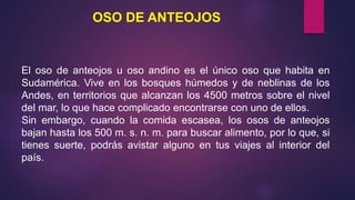OSO DE ANTEOJOS
El oso de anteojos u oso andino es el único oso que habita en
Sudamérica. Vive en los bosques húmedos y de neblinas de los
Andes, en territorios que alcanzan los 4500 metros sobre el nivel
del mar, lo que hace complicado encontrarse con uno de ellos.
Sin embargo, cuando la comida escasea, los osos de anteojos
bajan hasta los 500 m. s. n. m. para buscar alimento, por lo que, si
tienes suerte, podrás avistar alguno en tus viajes al interior del
país.
 