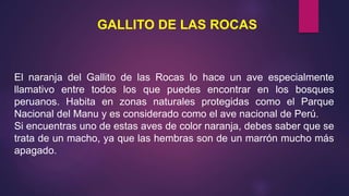 El naranja del Gallito de las Rocas lo hace un ave especialmente
llamativo entre todos los que puedes encontrar en los bosques
peruanos. Habita en zonas naturales protegidas como el Parque
Nacional del Manu y es considerado como el ave nacional de Perú.
Si encuentras uno de estas aves de color naranja, debes saber que se
trata de un macho, ya que las hembras son de un marrón mucho más
apagado.
GALLITO DE LAS ROCAS
 